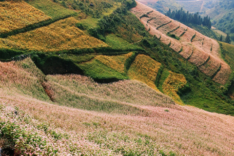 Tam Giac Mach flower in Si Ma Cai